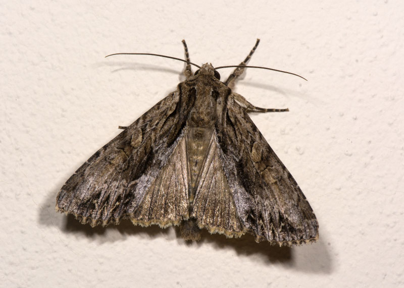 3 Noctuidae